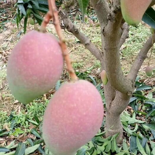 百色贵妃芒 现摘现卖，包装发照片，可以看到果，无坏果