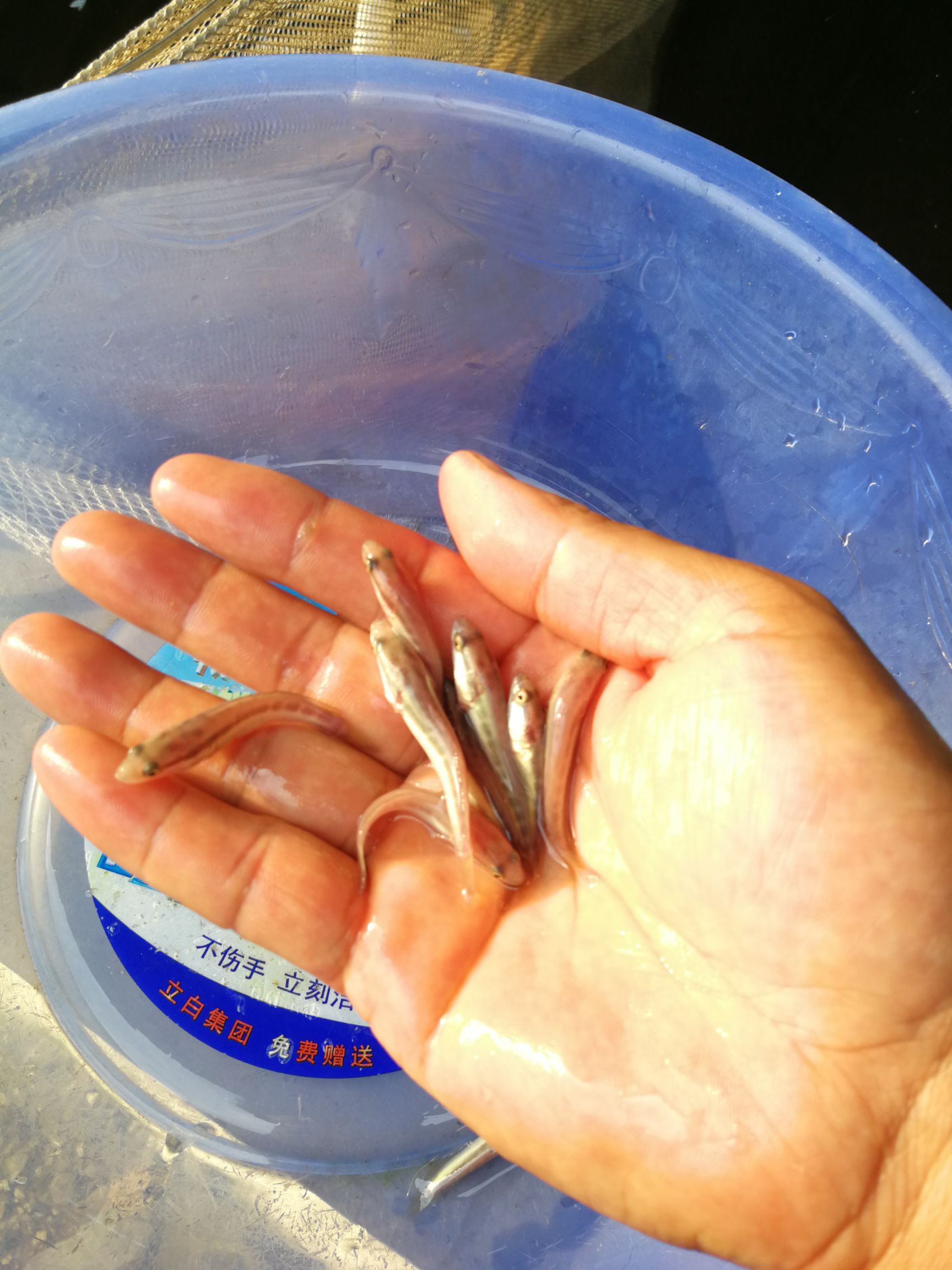 乌鳢苗  黑鱼苗 生鱼，黑鱼，苗