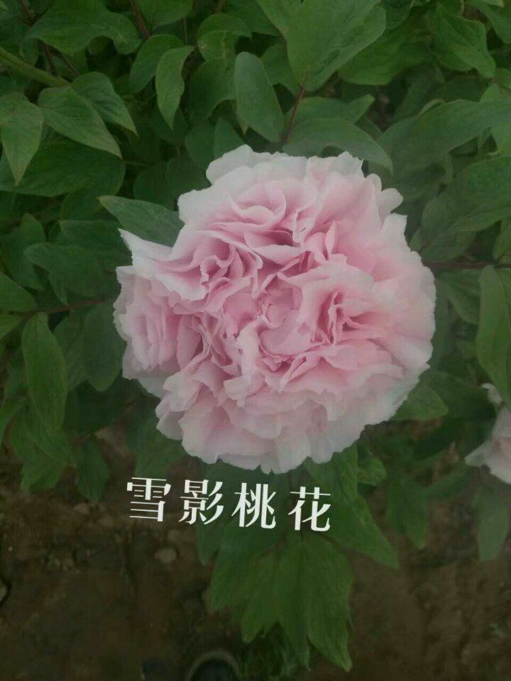 雪映桃花牡丹 0.5米以下 2cm以下 4cm以下