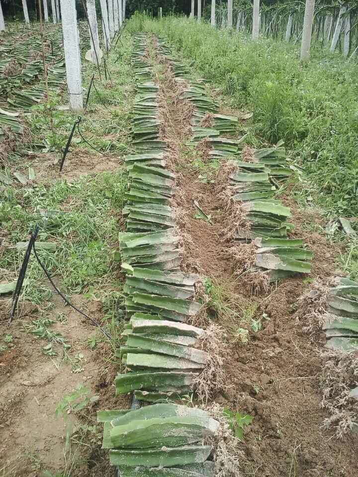 红心火龙果苗 桂红龙一号种苗技术指导