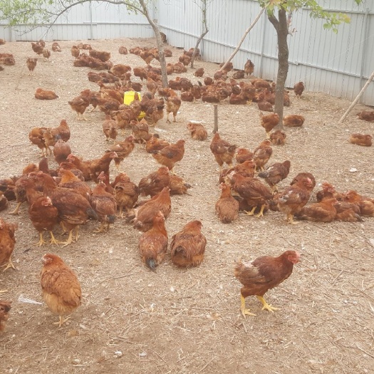 肉鸡 新世纪生态农业开发有限公司