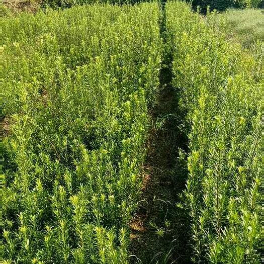 阳朔县 罗汉松