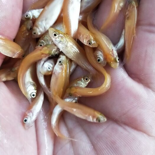 广州金草鱼苗 金草鱼