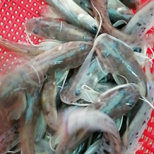 清远 西江钳鱼苗