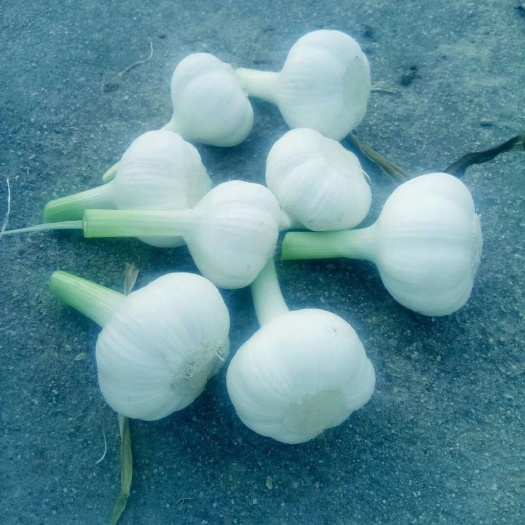 聊城鲁蒜二号蒜 只质量求生存