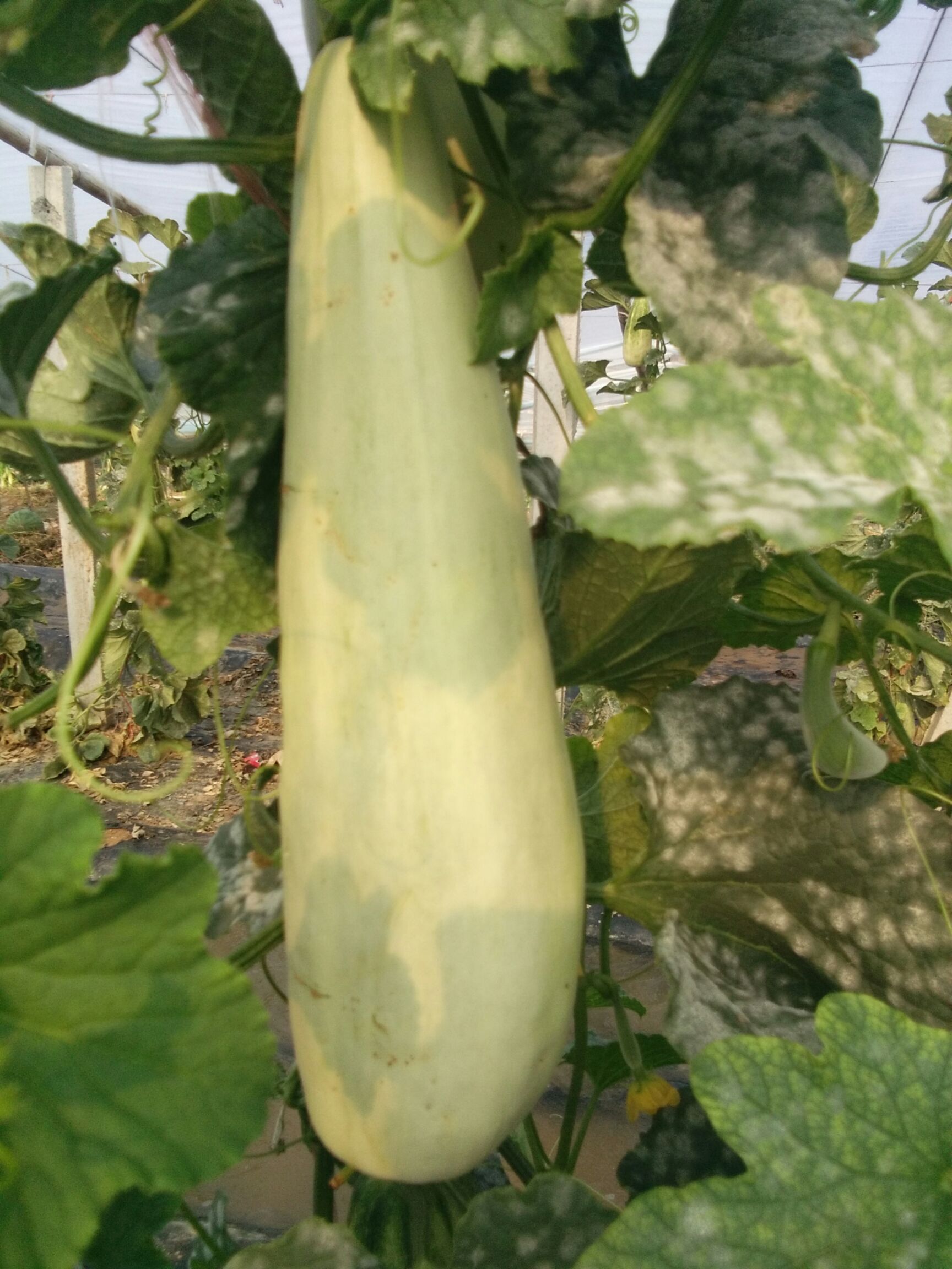 羊角蜜甜瓜，精品，山东万亩基地