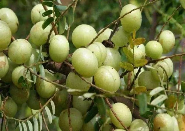 干余甘果 余甘子果，用她泡茶口感非常不错
