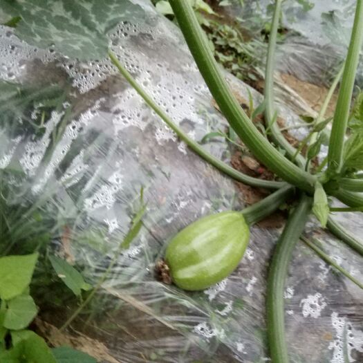 黔西市绿油西葫芦 3天可以上市