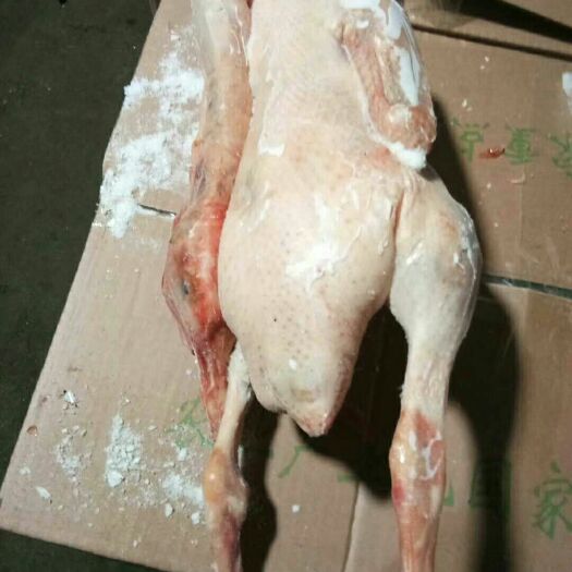 新泰市白条鹅 白条鸡质量有保证