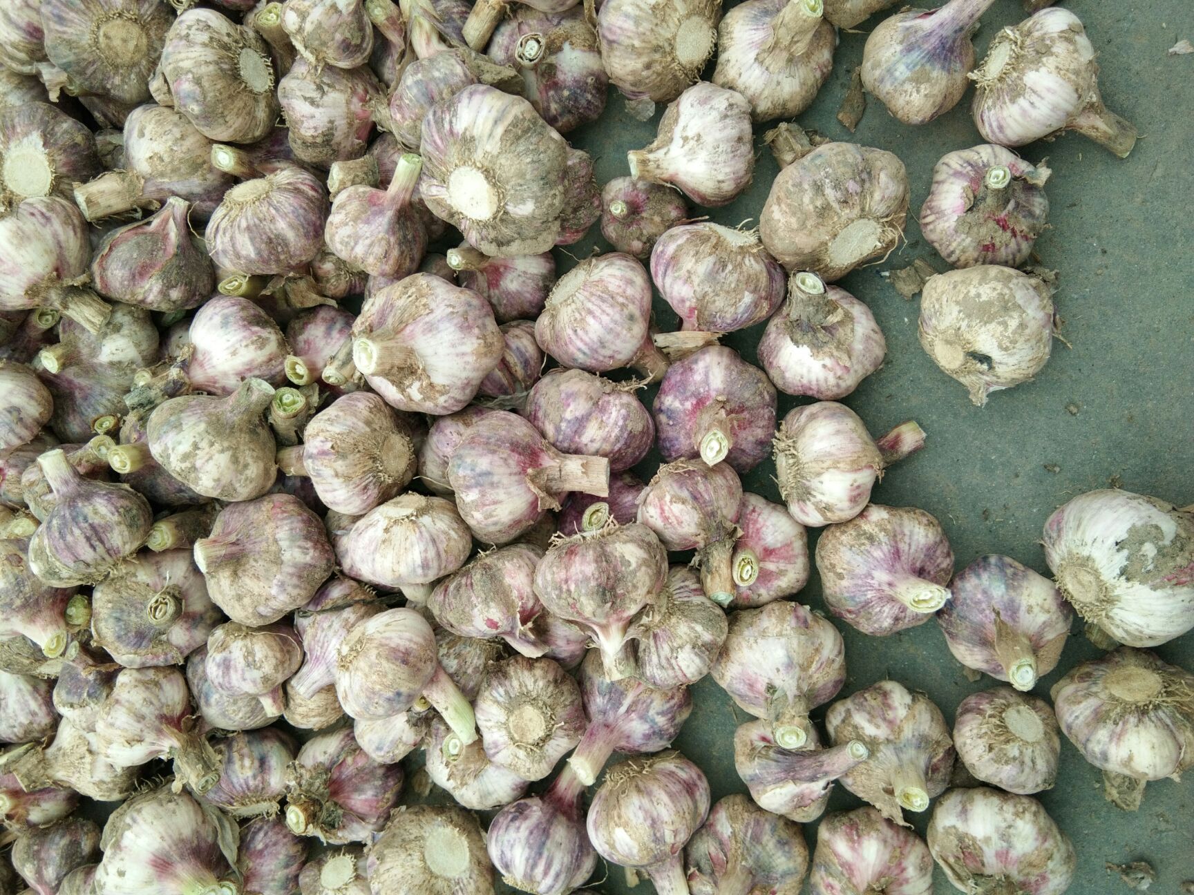 红皮蒜 山东省济宁市金乡县 混级统货 新蒜 库内蒜 干蒜