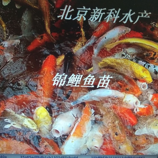 北京 观赏鱼 锦鲤鱼苗 金鱼苗