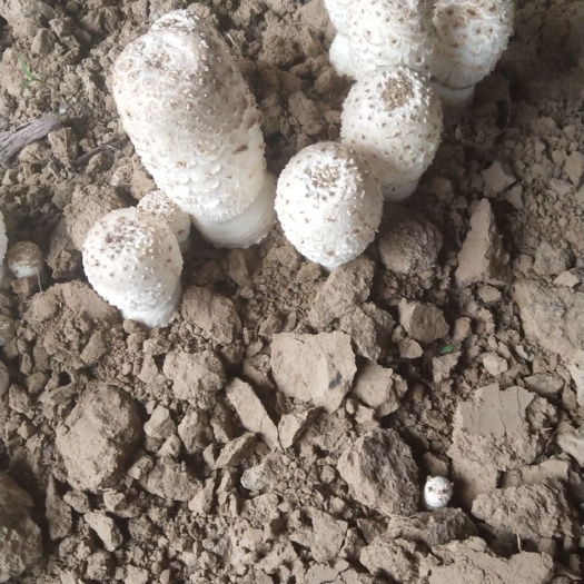 南乐县鸡腿菇 人工种植 鲜货