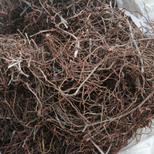 伊川县 茜草
