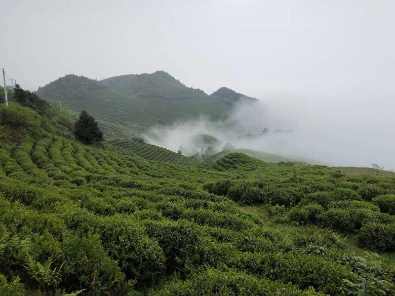 雷公山红茶 有机茶叶！让你喝出健康