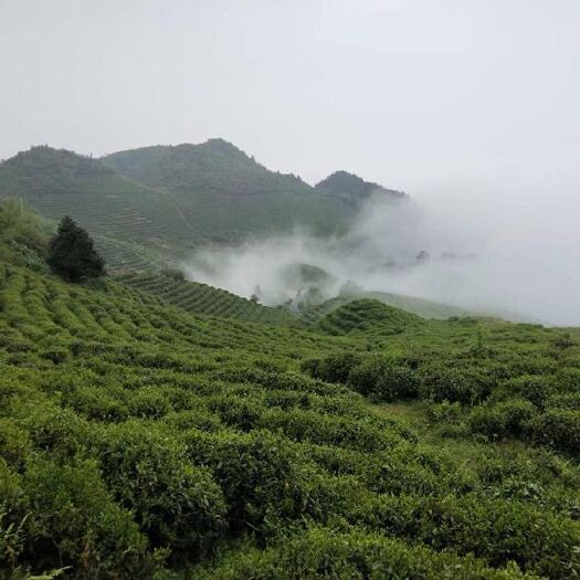 雷山县雷公山红茶 有机茶叶！让你喝出健康