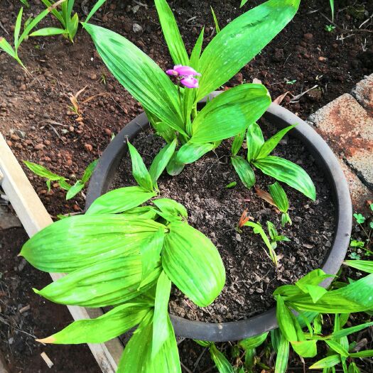 泸水市白花白芨苗 有白，黄，紫