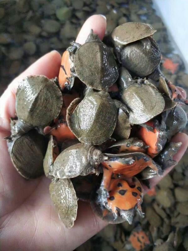 甲鱼苗 中华鳖苗10-15克