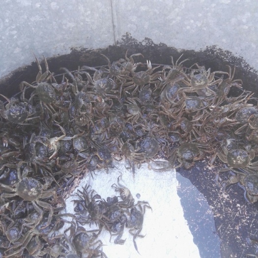 泗洪县大闸蟹苗