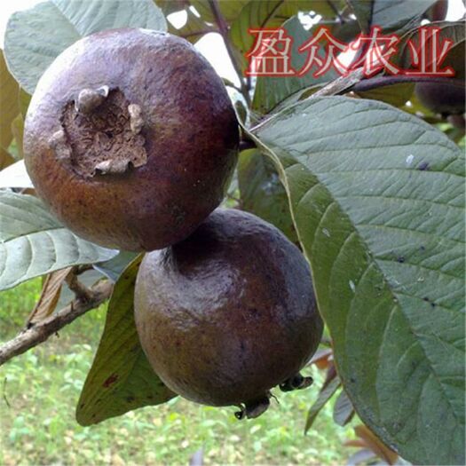 灵山县 番石榴苗红叶番石榴苗红心番石榴苗嫁接红叶番石榴苗南方果树苗