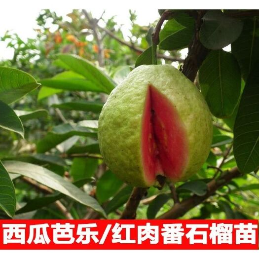 灵山县 番石榴苗红心西瓜芭乐树苗正宗四季珍珠番石榴果树苗当年结