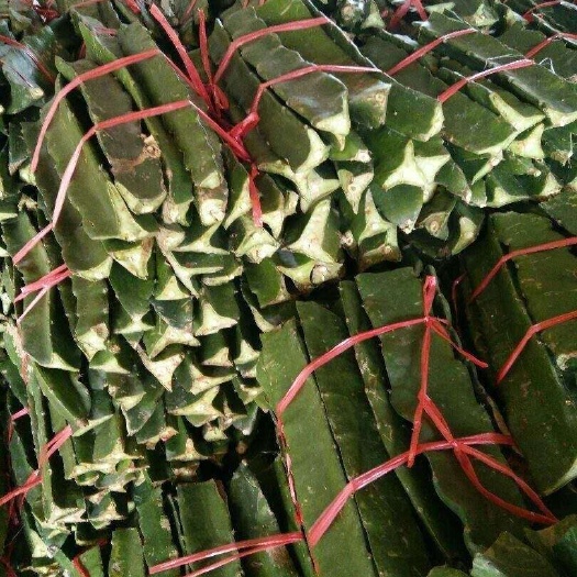 博白县香蜜龙火龙果苗 桂红龙一号苗，香蜜龙，包技术指导，