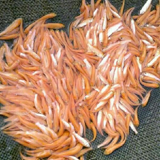 清远 金草鱼苗6-8cm