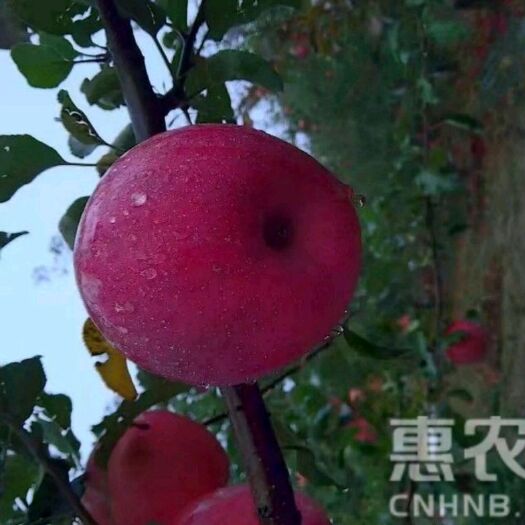 宜川县高原红苹果 高原红   红富士