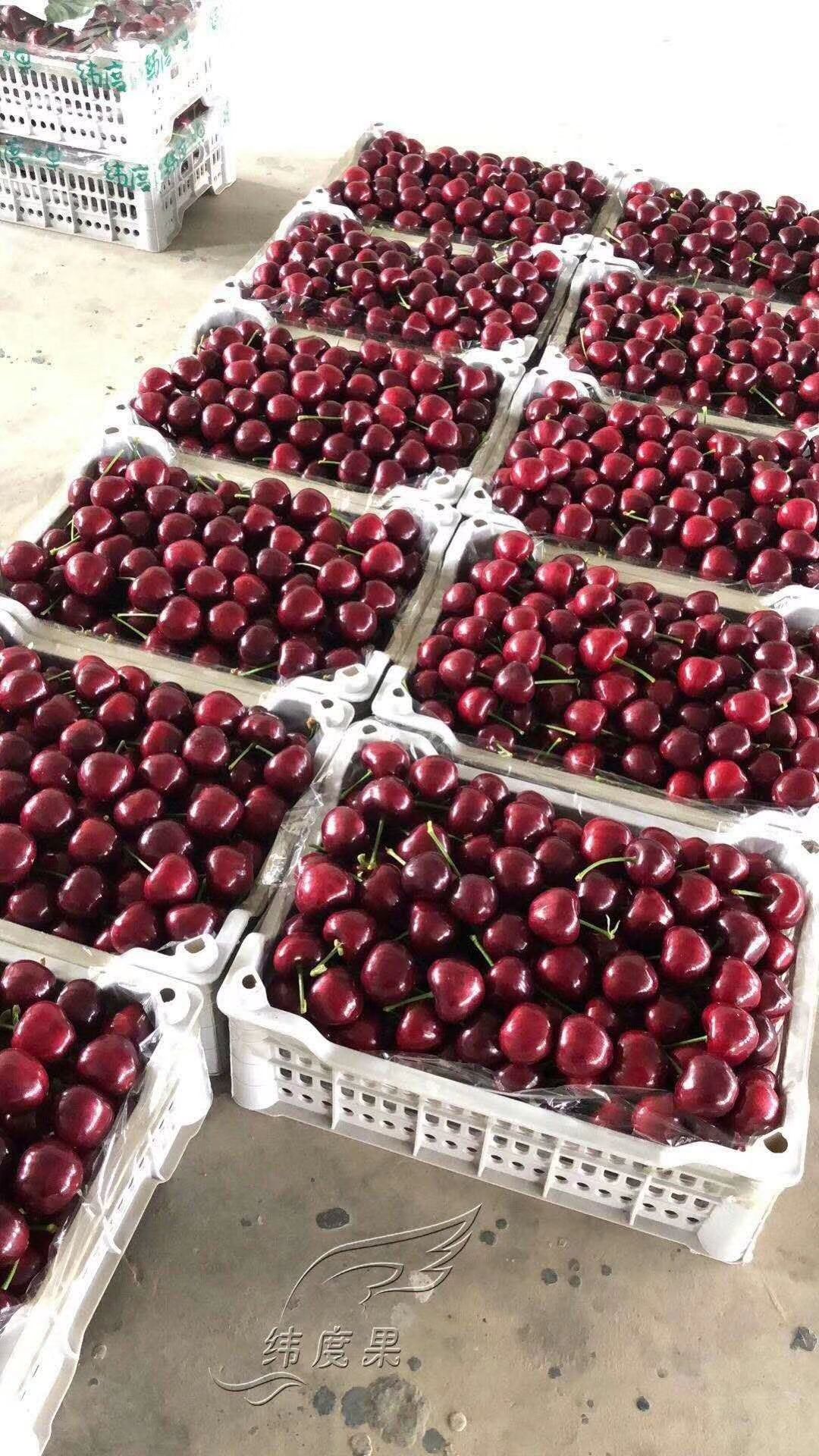  烟台大樱桃产地直发