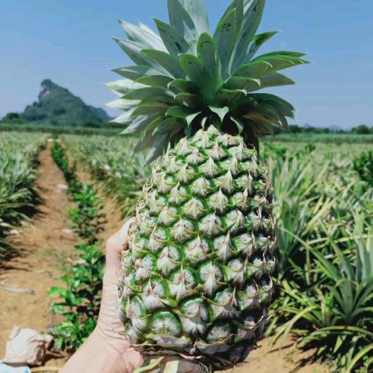 凤梨  海南凤梨