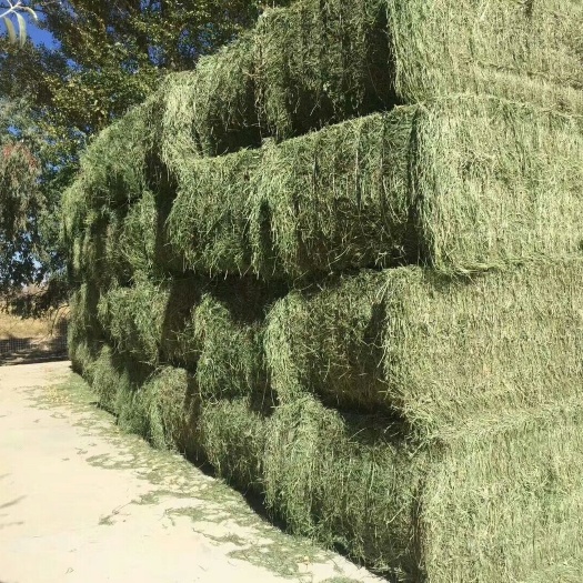 苜宿草 甘肃苜蓿草 紫花苜蓿草 苜蓿草批发苜蓿草价格优质苜蓿