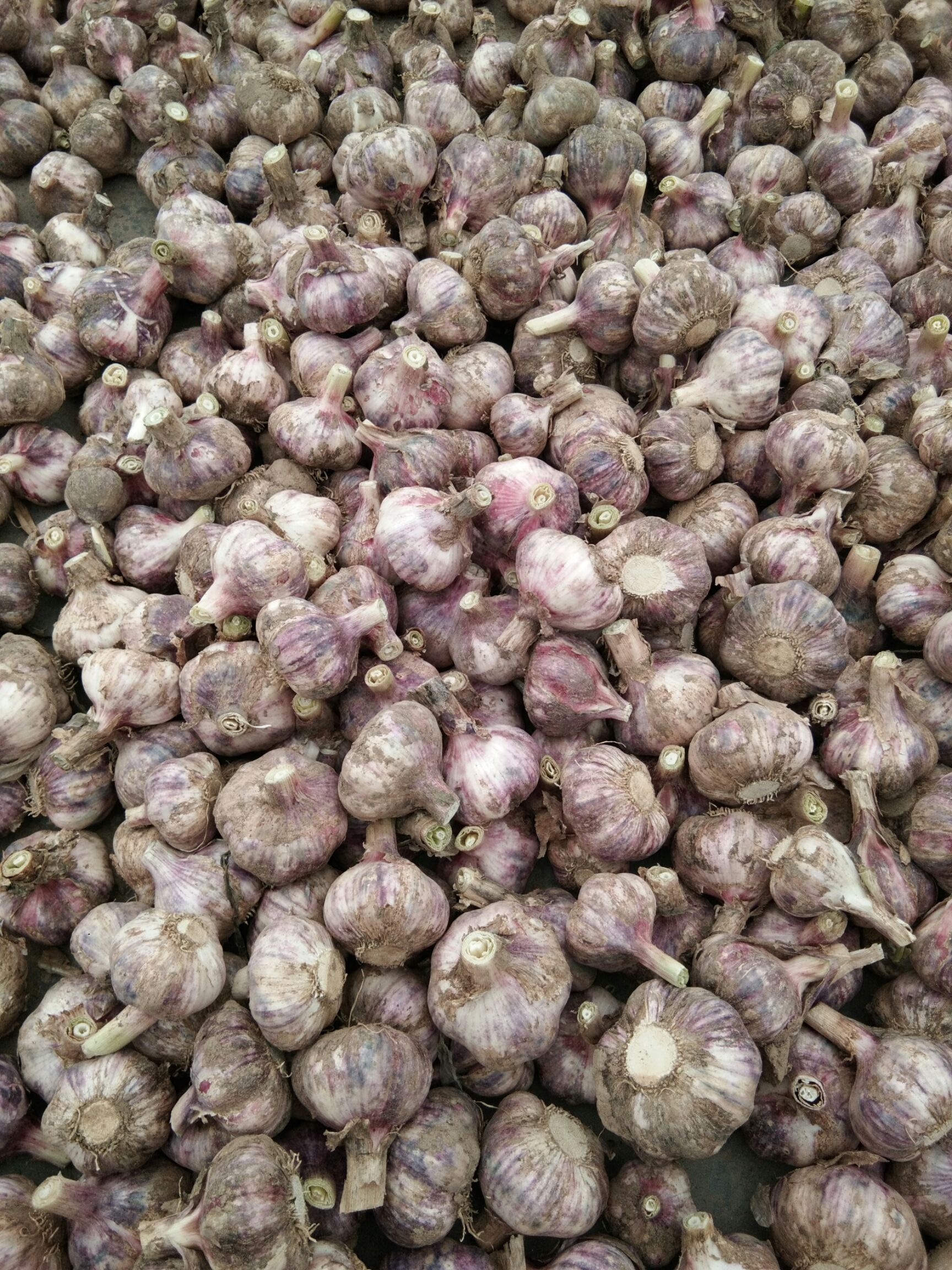 红皮蒜 山东省济宁市金乡县 混级统货 新蒜 库内蒜 干蒜