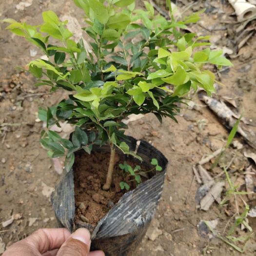 灵山县 嘉宝果树苗树葡萄苗正宗树葡萄四季早生南北方种植当年结果