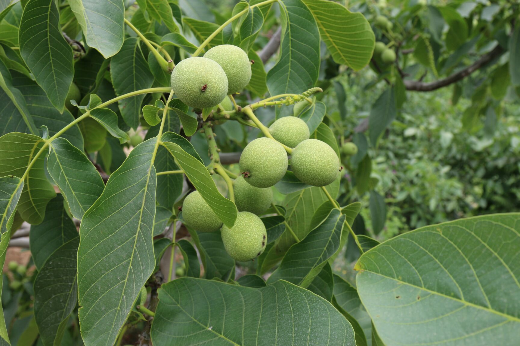  冠核一号核桃苗批发价格，优质核桃苗厂家基地直销