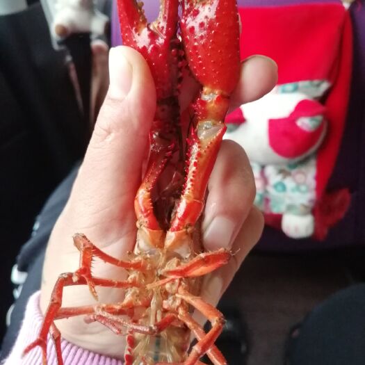 信阳 主营小龙虾底板干净肉质好青虾爆头虾 456/789每天现货