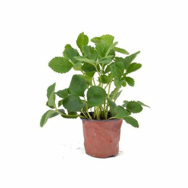香蕉草莓苗 10~20公分 地栽苗 