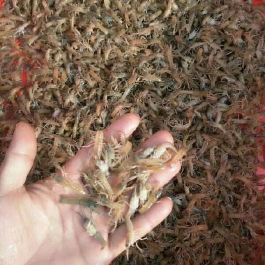 清远 澳洲龙虾苗 大龙虾苗√2-3钱