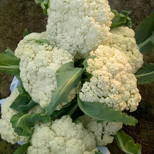 徐州白花菜  精品有机花菜