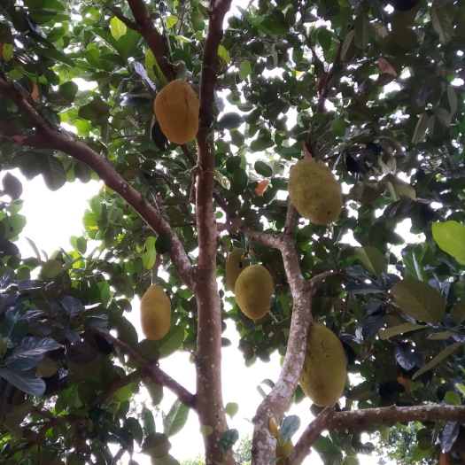南宁 泰国，越南红肉菠萝蜜