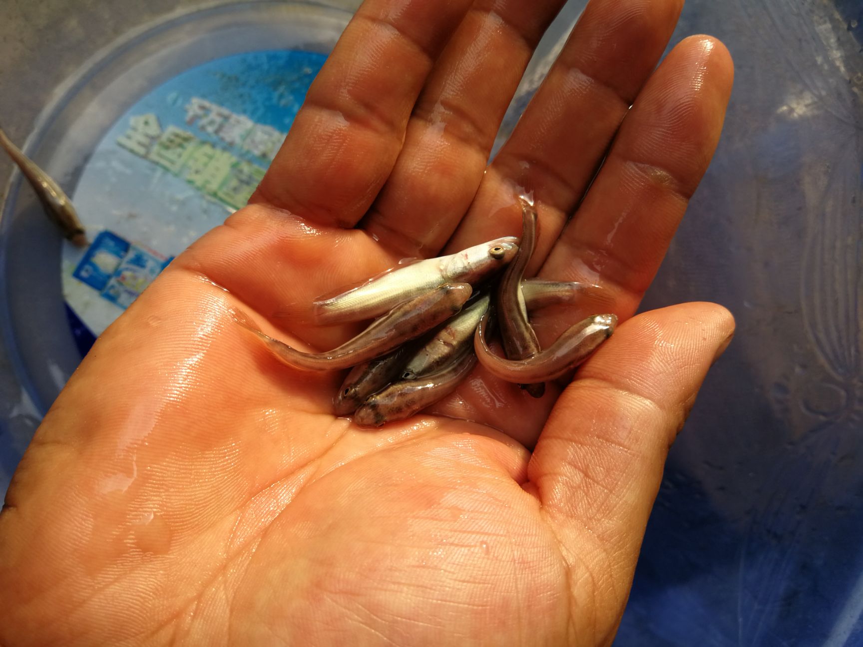 乌鳢苗  黑鱼苗 生鱼，黑鱼，苗