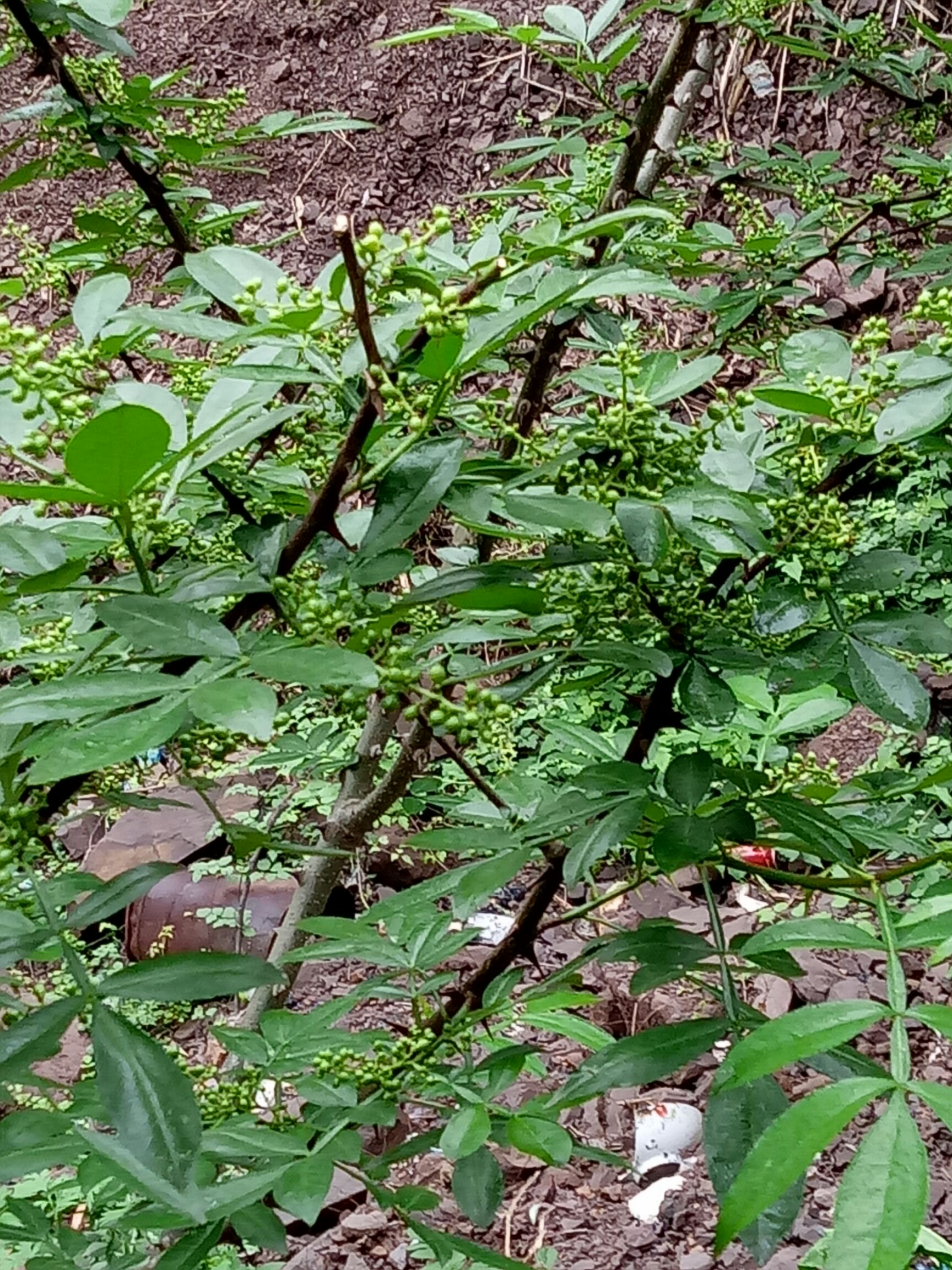 花椒树杆图片