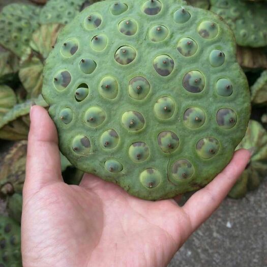 石城县青莲子 诚信第一！质量保证！