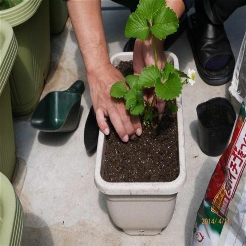 香蕉草莓苗 10~20公分 地栽苗 