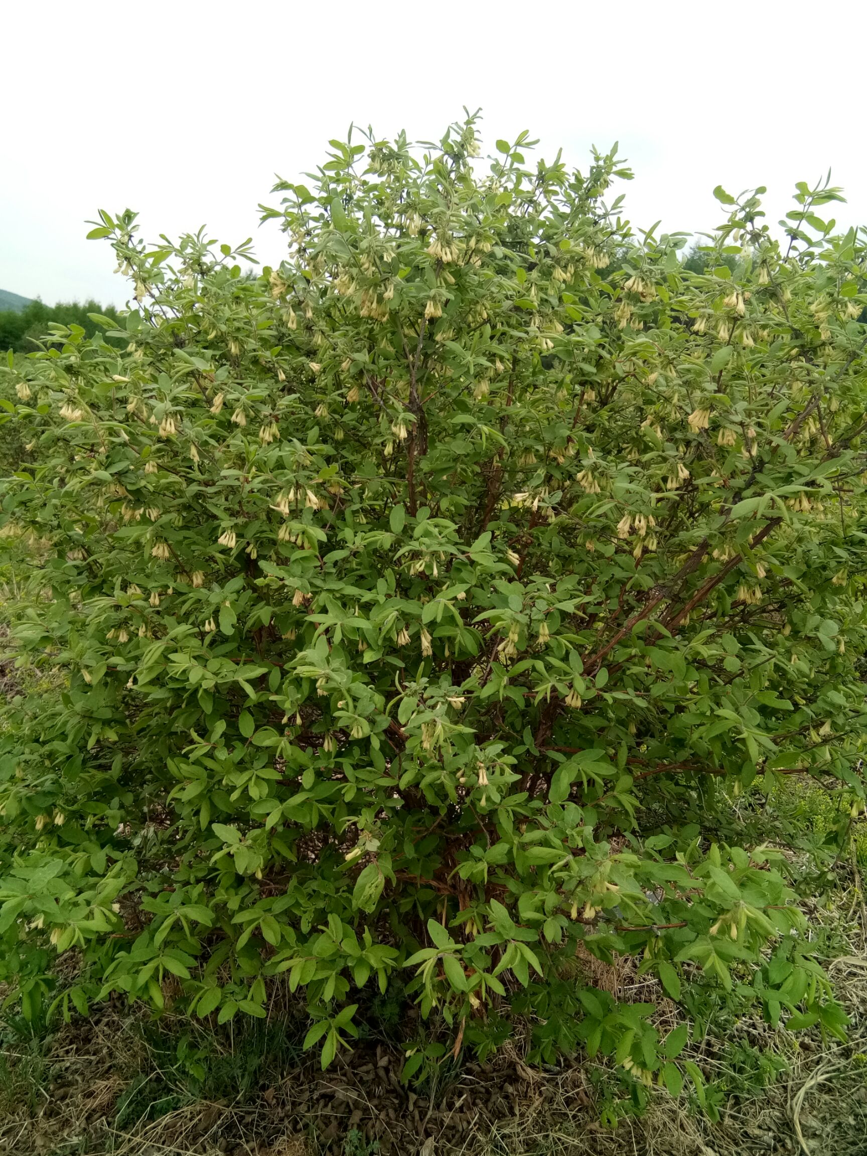 蓝靛果苗 定植苗，分支多，1米以上，适合占地建园