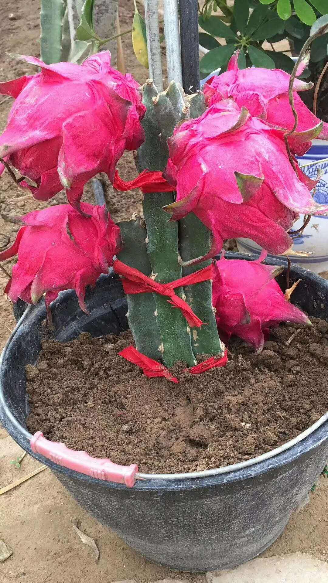  红黄肉火龙果苗南北方种植盆栽阳台地栽火龙果树苗带泥土发货包
