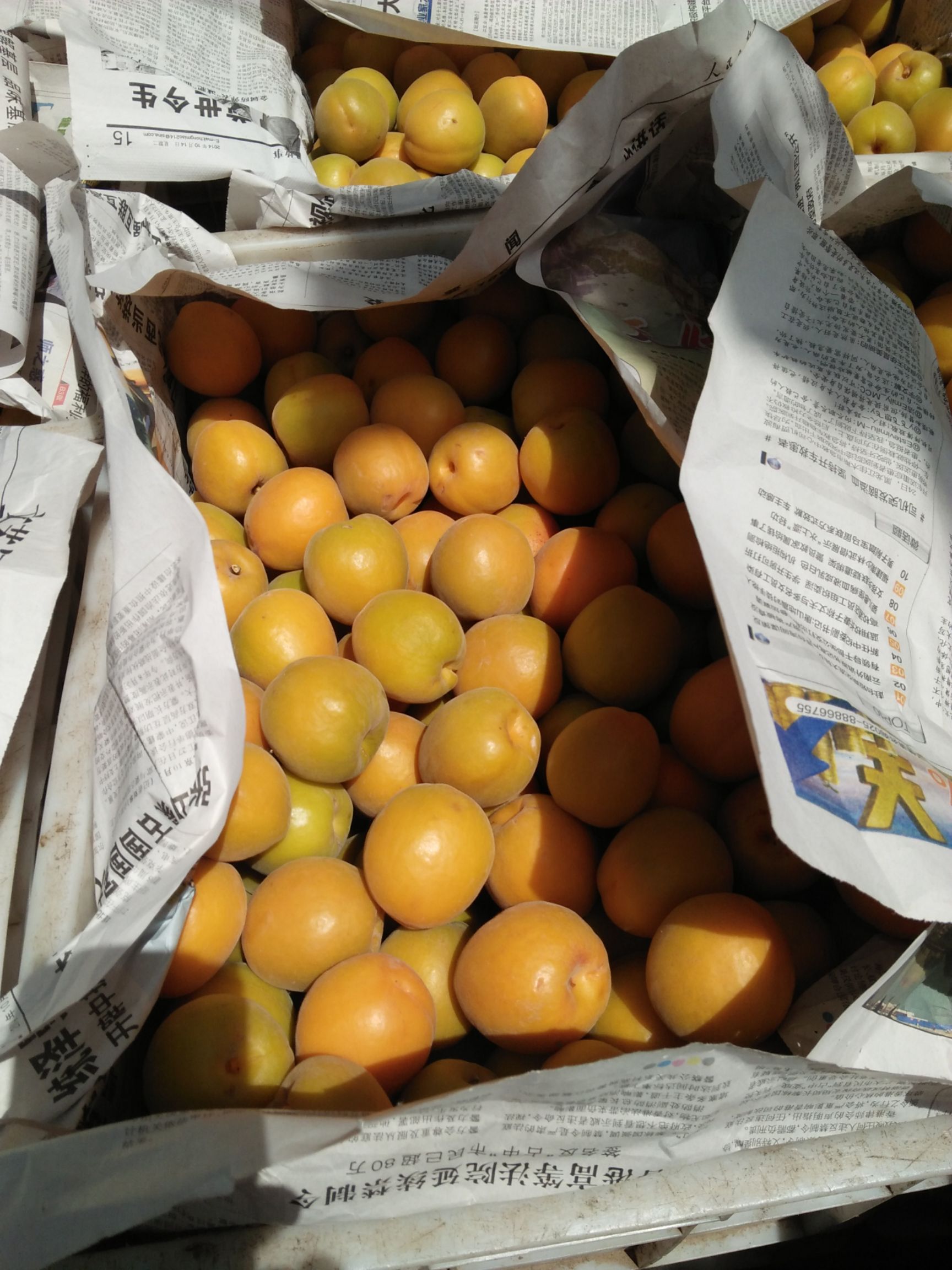  金太阳，丰园红，凯特，艳脂红，无公害老杏，便宜了要的速度连系