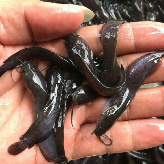 清远 鲶鱼 大口鲶鱼苗3-5cm