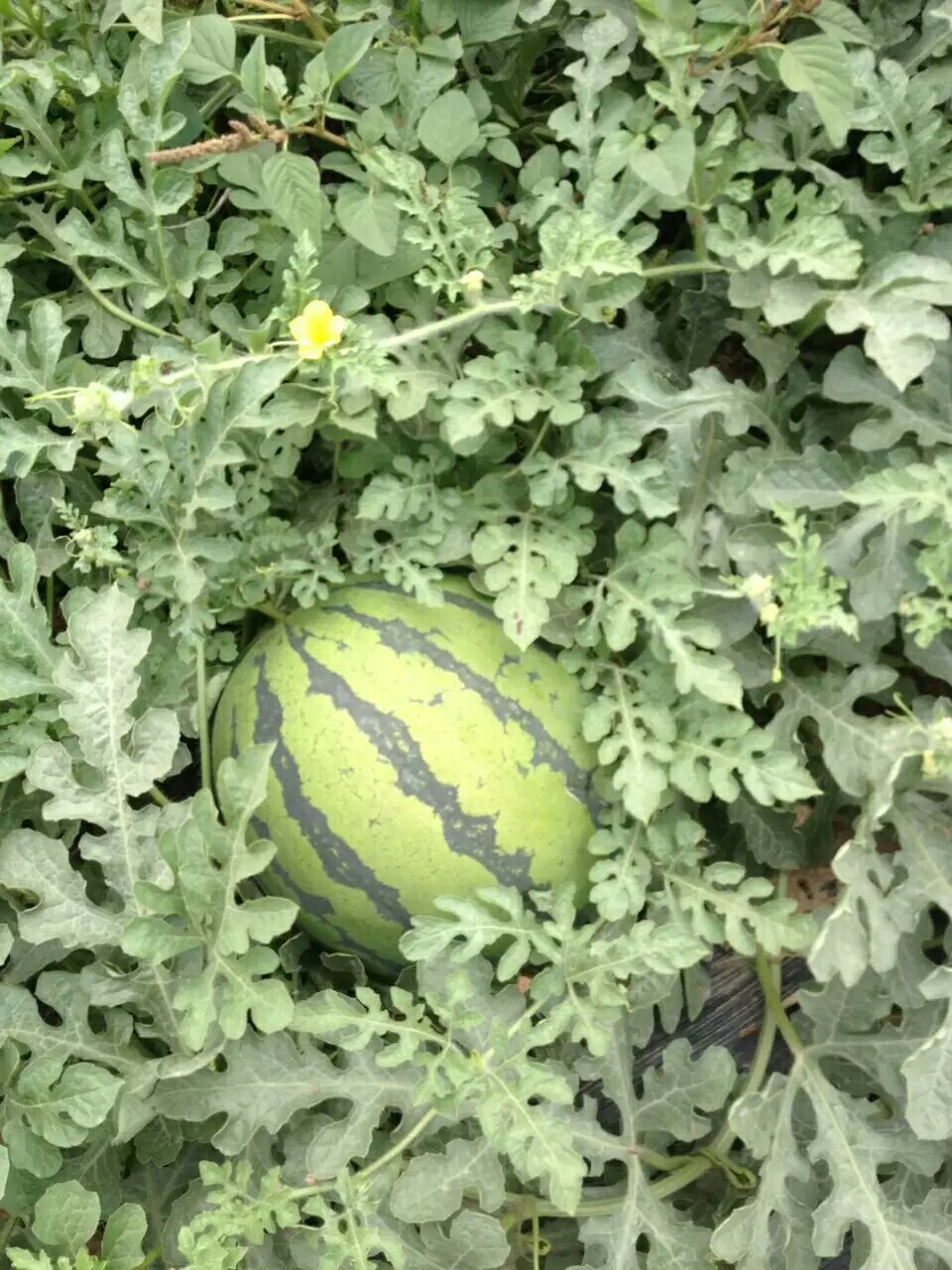 甜王西瓜 10斤打底 8成熟 1茬 有籽