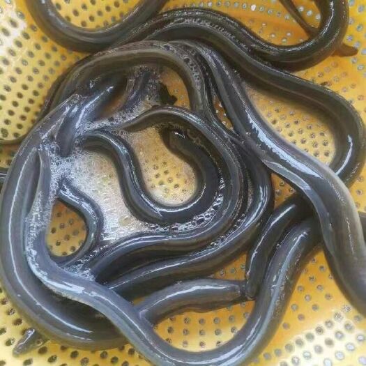 清远 鳗鱼苗√规格8-10cm