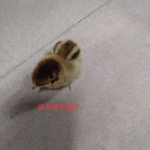 广州高产麻羽鸡苗