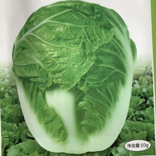 商丘普通白菜种子 供应抗热白菜炎阳白种子